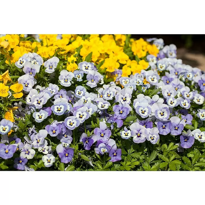 Piardino Violeta de los Pirineos - Viola cornuta, Tamaño de maceta: 11 cm, En función de la variedad - Primer plano