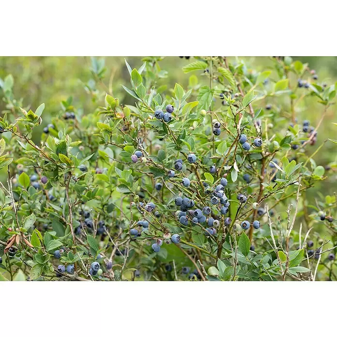 Piardino Heidelbeere - Vaccinium corymbosum - Detailaufnahme