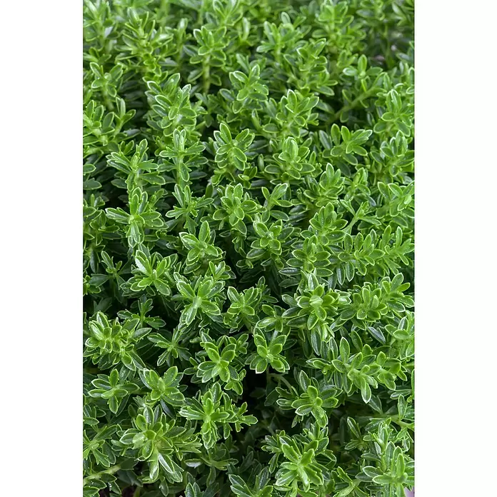 Piardino Strauchveronika - Hebe 'Green Boys' - Detailaufnahme