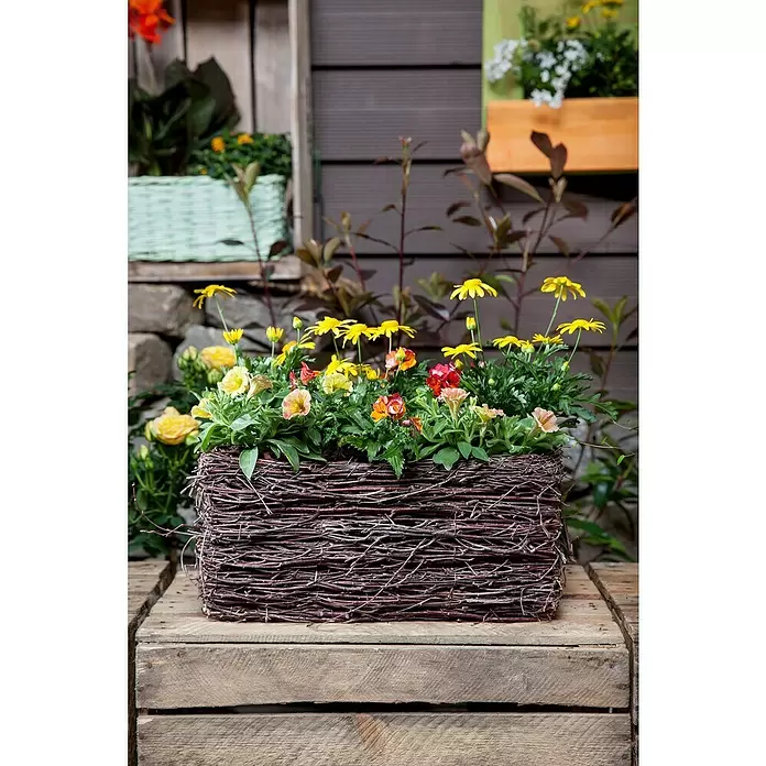 Piardino Petunia - Petunia Hybride, Tamaño de maceta: 15 cm, En función de la variedad - Foto ambiente