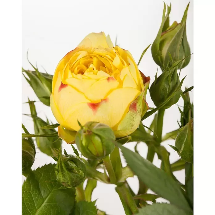 Piardino Topfrose - Rosa Hybride, Gelb - Detailaufnahme