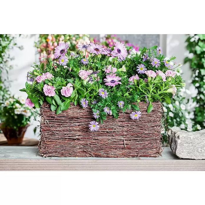 Piardino Petunia - Potunia, Tamaño de maceta: 12 cm, En función de la variedad - Foto ambiente