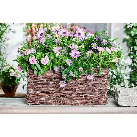 Piardino  Petunia