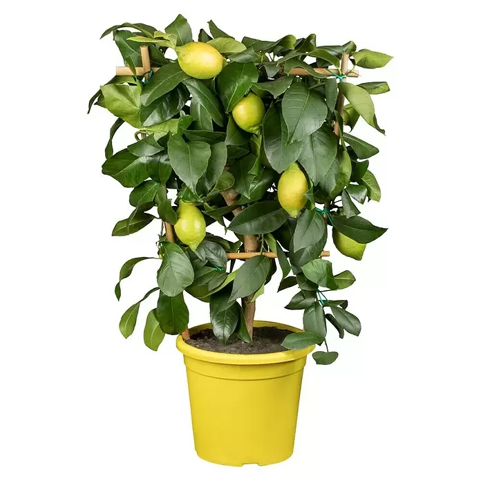 Piardino Limonero - Citrus - Vista frontal