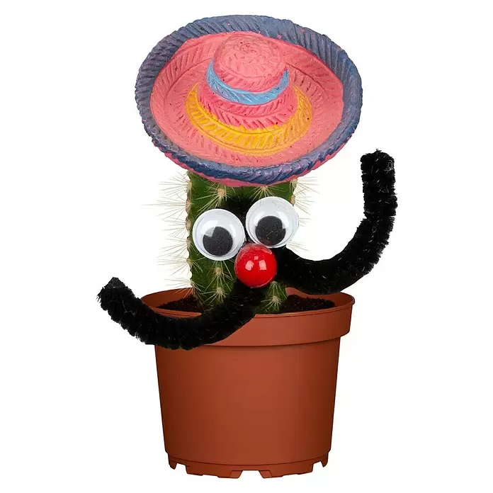 Piardino Kaktus mit Mexikanerhut - Cactus, Topfgröße: 6 cm - Vorderansicht
