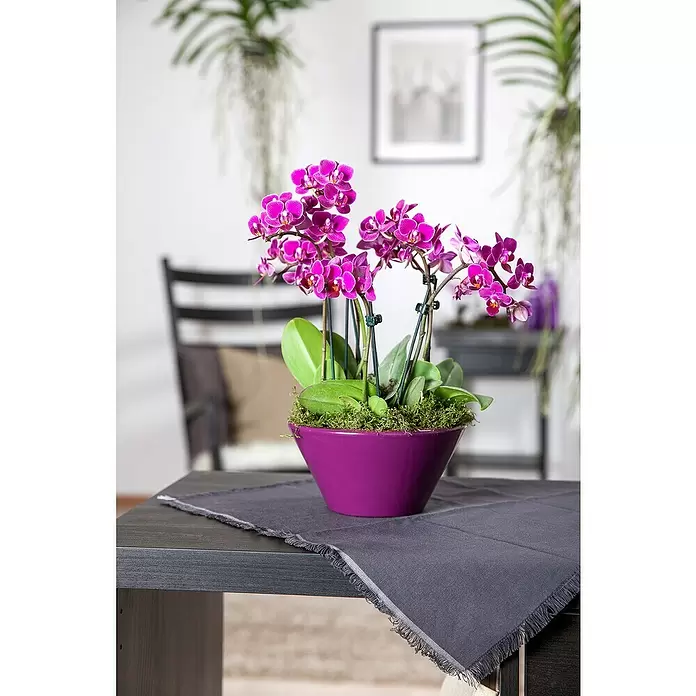 Piardino Schmetterlingsorchidee - Phalaenopsis, Topfgröße: 12 cm, Rosa/Weiß/Hellgelb/Dunkelrot/Pink, Aufrecht - Stimmungsaufnahme