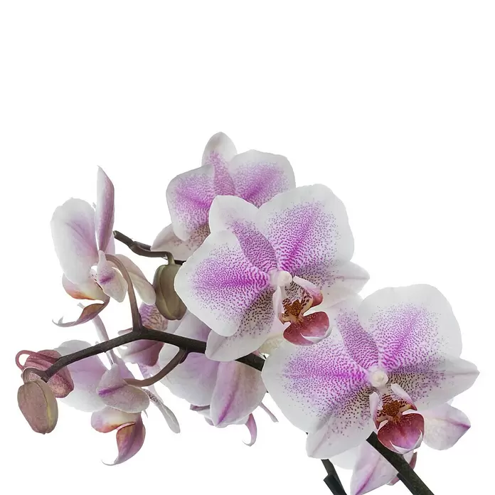 Piardino Schmetterlingsorchidee - Phalaenopsis, Topfgröße: 12 cm, Rosa/Weiß/Hellgelb/Dunkelrot/Pink, Aufrecht - Vorderansicht