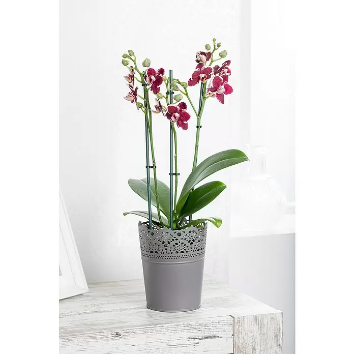 Piardino Schmetterlingsorchidee - Phalaenopsis, Topfgröße: 12 cm, Rosa/Weiß/Hellgelb/Dunkelrot/Pink, Aufrecht - Stimmungsaufnahme