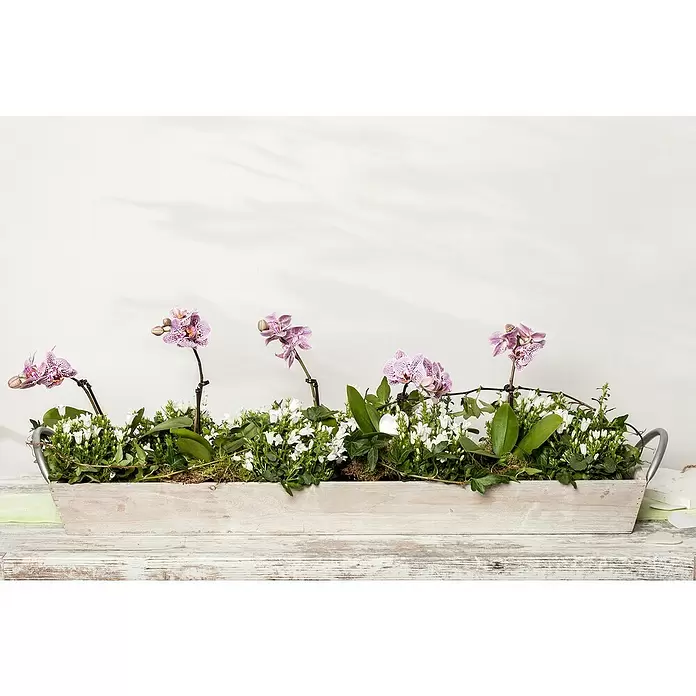 Piardino Glockenblume - Campanula portenschlagiana, Topfgröße: 9 cm, 6 Stk. - Stimmungsaufnahme