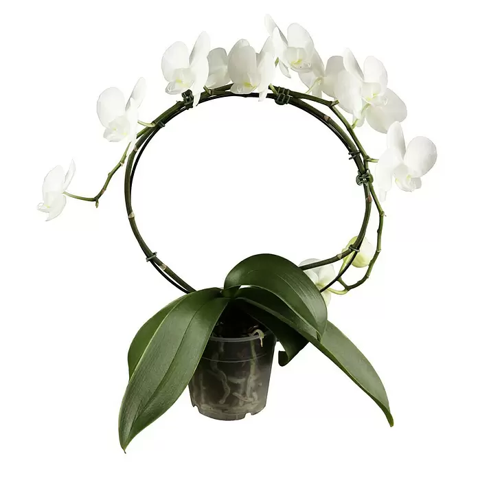 Piardino Schmetterlingsorchidee - Phalaenopsis, Topfgröße: 12 cm, Rosa/Weiß/Hellgelb/Dunkelrot/Pink, Aufrecht - Vorderansicht