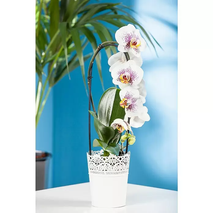 Piardino Schmetterlingsorchidee - Phalaenopsis, Topfgröße: 12 cm, Rosa/Weiß/Hellgelb/Dunkelrot/Pink, Aufrecht - Stimmungsaufnahme