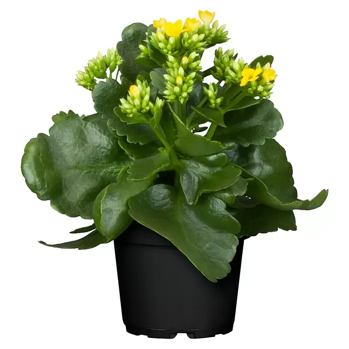 Piardino Flammendes Käthchen - Kalanchoe blossfeldiana, Topfgröße: 10 cm, Rot/Rosa/Violett/Weiß/Gelb - Vorderansicht