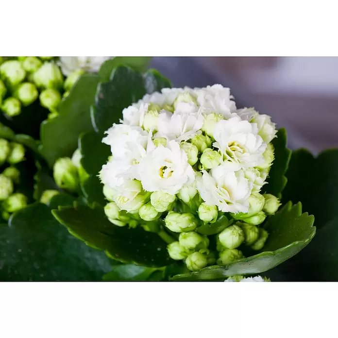 Piardino Kalanchoe blossfeldiana - Kalanchoe blossfeldiana, Rojo/Rosa/Violeta/Blanco - Primer plano
