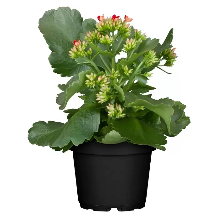 Piardino Kalanchoe blossfeldiana - Kalanchoe blossfeldiana, Rojo/Rosa/Violeta/Blanco - Vista frontal