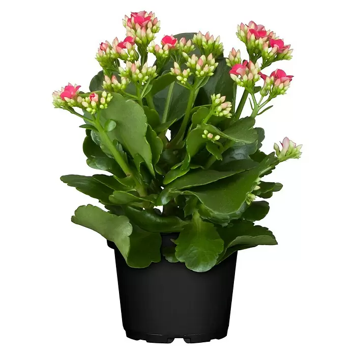 Piardino Flammendes Käthchen - Kalanchoe blossfeldiana, Topfgröße: 10 cm, Rot/Rosa/Violett/Weiß/Gelb - Vorderansicht