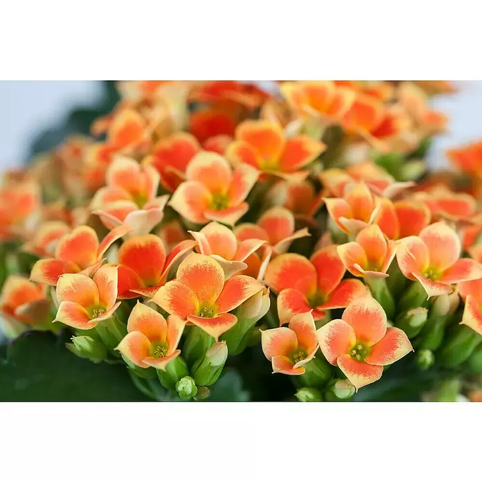 Piardino Kalanchoe blossfeldiana - Kalanchoe blossfeldiana, Rojo/Rosa/Violeta/Blanco - Primer plano