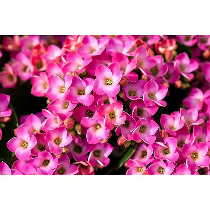 Piardino Kalanchoe blossfeldiana - Kalanchoe blossfeldiana, Rojo/Rosa/Violeta/Blanco - Primer plano