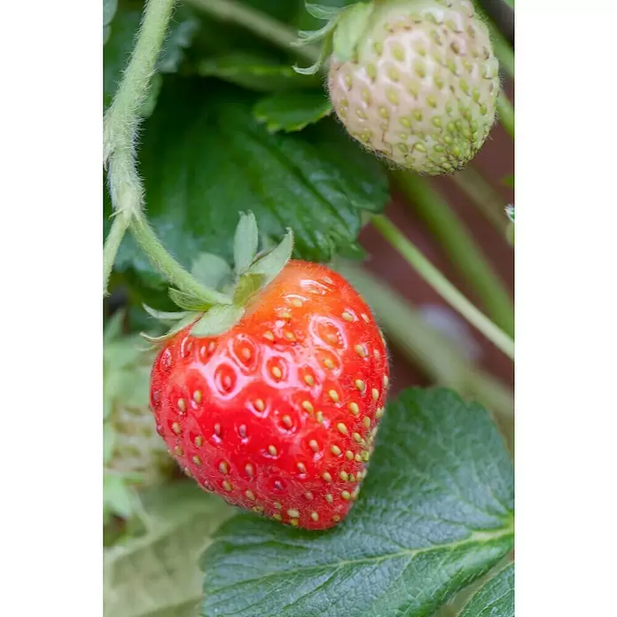 Piardino Erdbeere - Fragaria x ananassa 'Senga®-Sengana®' - Detailaufnahme