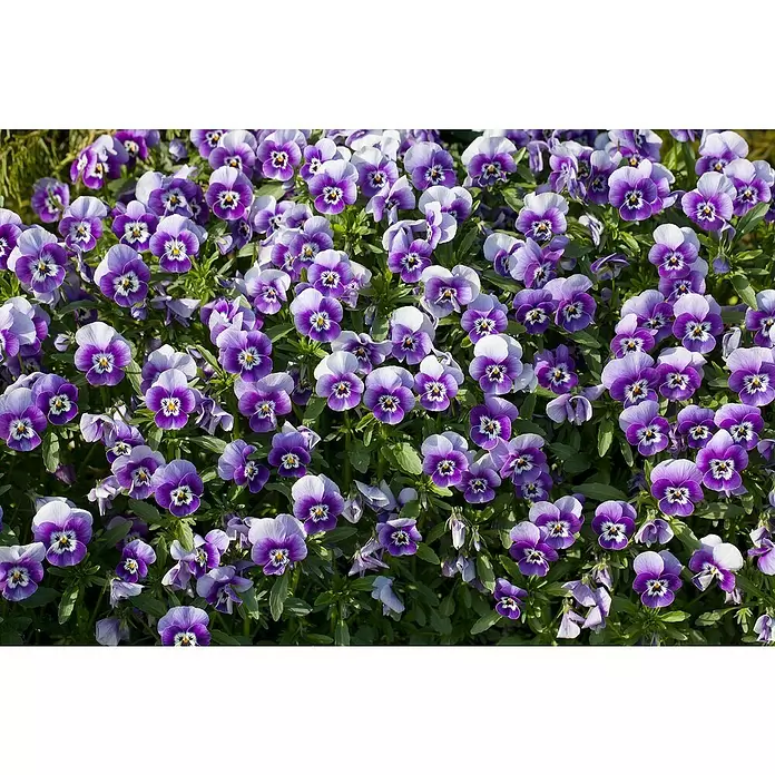 Piardino Violeta de los Pirineos - Tamaño de maceta: 12 cm, En función de la variedad - Primer plano