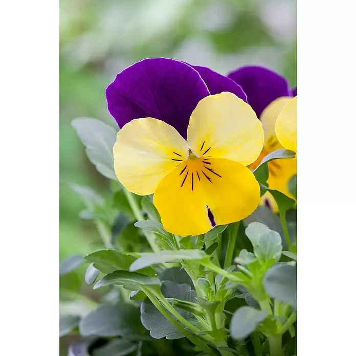 Piardino Violeta de los Pirineos - Tamaño de maceta: 12 cm, En función de la variedad - Primer plano
