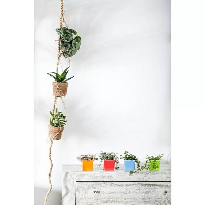 Piardino Zwergpfeffer - Peperomia, Topfgröße: 6 cm - Stimmungsaufnahme