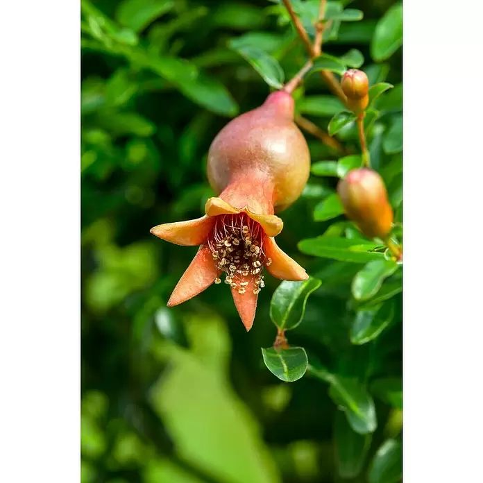 Granado - Punica granatum, Tamaño de maceta: 20 cm - Primer plano