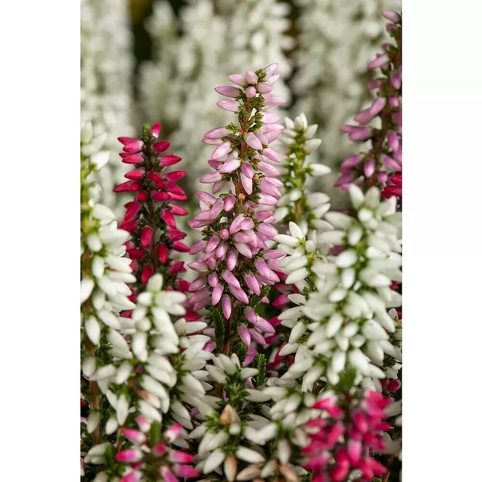 Besenheide Skyline Trio - Calluna vulgaris, Topfgröße: 11 cm, 3-farbig - Detailaufnahme