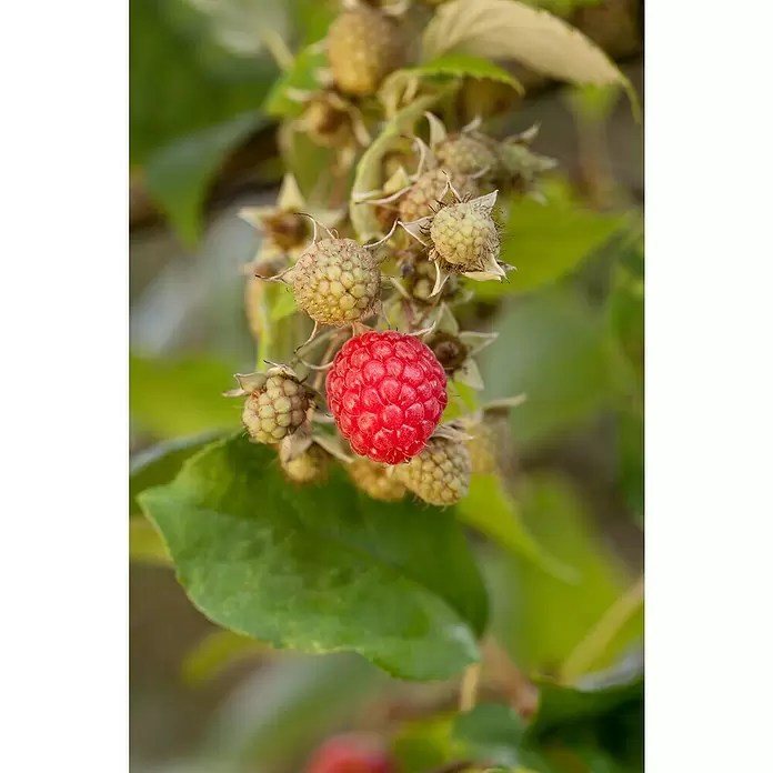 Piardino Himbeere - Rubus idaeus in Sorten, Erntezeit: Juni, Topfvolumen: 3 l - Detailaufnahme