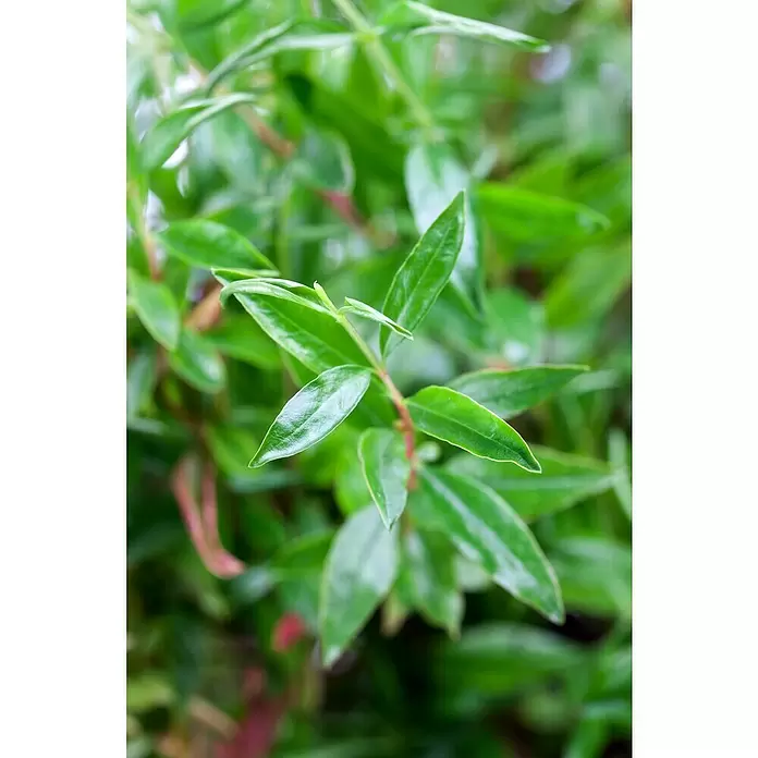 Piardino Granado - Punica granatum 'Wonderful', Tamaño de maceta: 23 cm - Primer plano