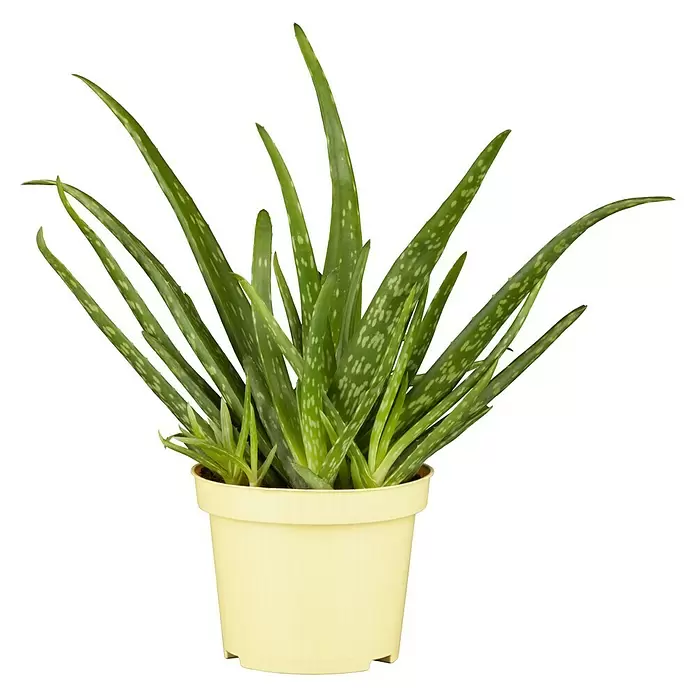 Blu Bio Aloe vera Bio - Aloe vera barbadensis, Topfgröße: 12 cm - Vorderansicht