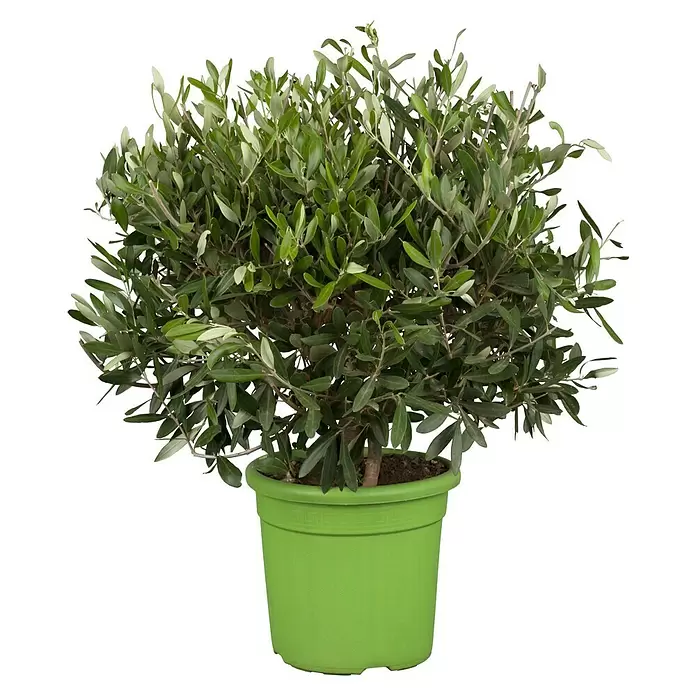 Piardino Olivenbusch - Olea europaea, Topfgröße: 20 cm, Aktuelle Wuchshöhe: 60 cm - Vorderansicht