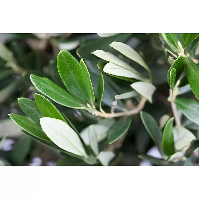 Piardino Olivenbusch - Olea europaea, Topfgröße: 20 cm, Aktuelle Wuchshöhe: 60 cm - Detailaufnahme