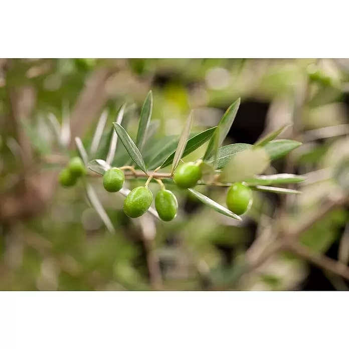 Piardino Olivenbusch - Olea europaea, Topfgröße: 20 cm, Aktuelle Wuchshöhe: 60 cm - Detailaufnahme