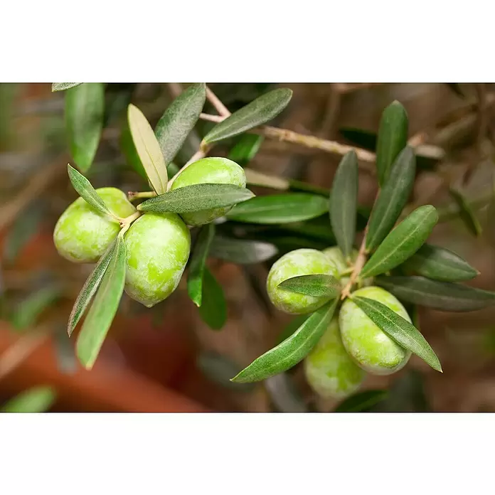 Piardino Olivenbusch - Olea europaea, Topfgröße: 20 cm, Aktuelle Wuchshöhe: 60 cm - Detailaufnahme