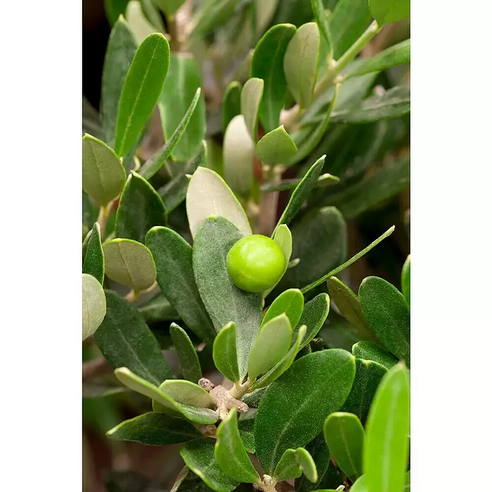 Piardino Olivenbusch - Olea europaea, Topfgröße: 20 cm, Aktuelle Wuchshöhe: 60 cm - Detailaufnahme
