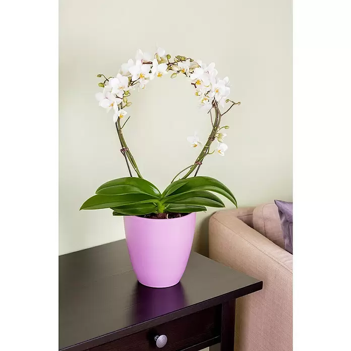 Piardino Schmetterlingsorchidee - Phalaenopsis, Topfgröße: 12 cm, Rosa/Weiß/Hellgelb/Dunkelrot/Pink, Aufrecht - Stimmungsaufnahme