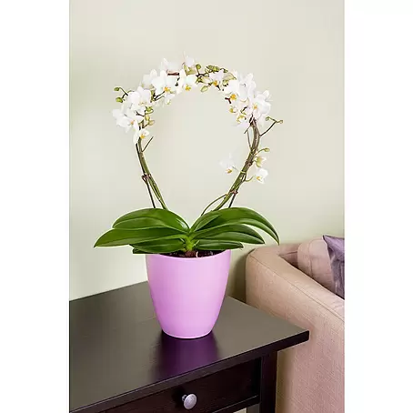 Piardino  Orquídea mariposa