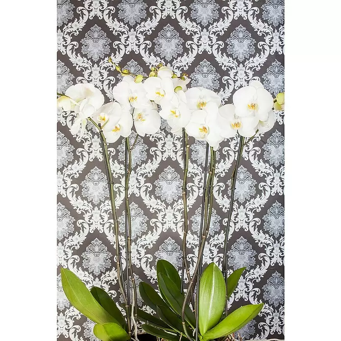 Piardino Schmetterlingsorchidee - Phalaenopsis, Topfgröße: 12 cm, Rosa/Weiß/Hellgelb/Dunkelrot/Pink, Aufrecht - Stimmungsaufnahme
