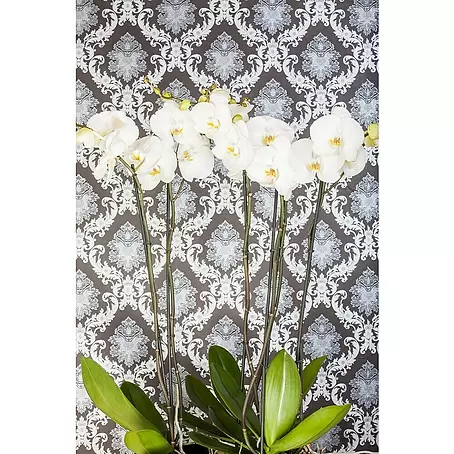 Piardino  Orquídea mariposa