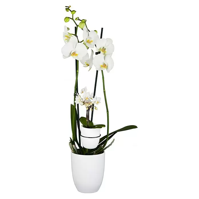 Piardino Schmetterlingsorchidee - Phalaenopsis 'Mutter und Kind', Topfgröße: 12 cm, Rosa/Weiß/Hellgelb/Dunkelrot/Pink, Aufrecht - Vorderansicht