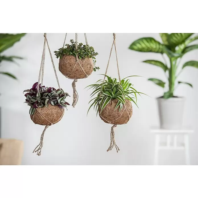 Piardino Zebrakraut - Tradescantia zebrina, Topfgröße: 15 cm, Grün-Weiß - Stimmungsaufnahme