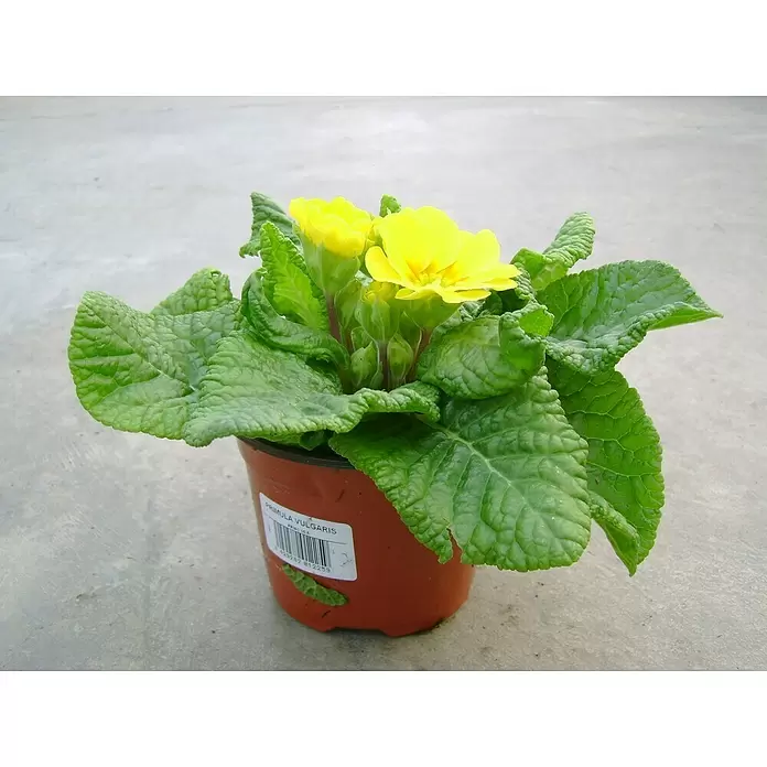 Bromelia - Primula acaulis, Tamaño de maceta: 9 cm, Multicolor - Foto ambiente