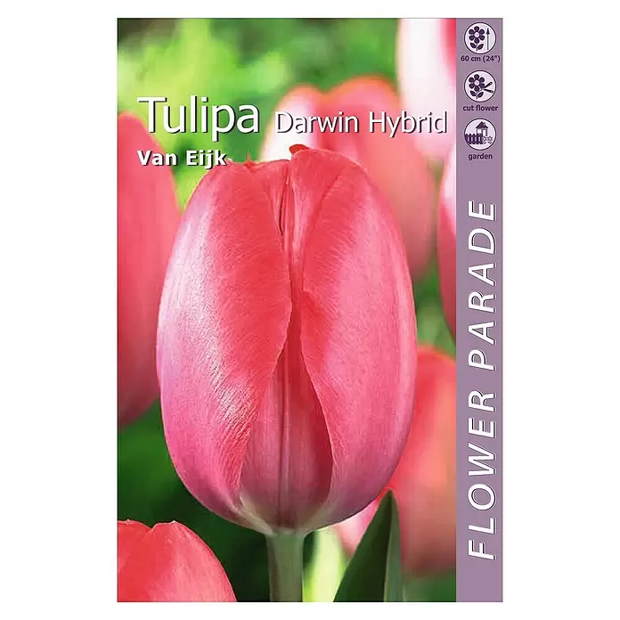 Kapiteyn Bulbos de primavera Tulipán Darwin - 4 ud. - Vista superior