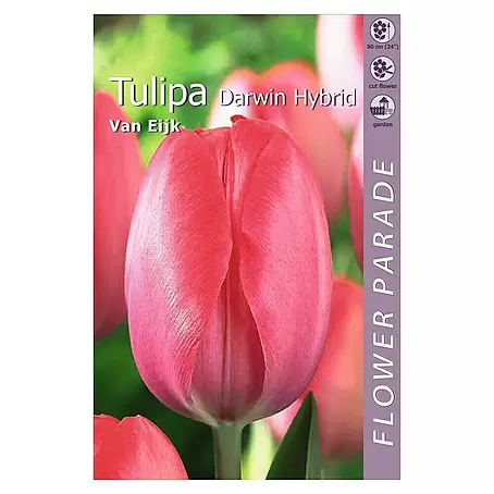 Kapiteyn  Bulbos de primavera Tulipán Darwin