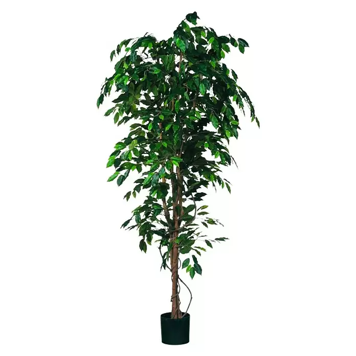 Planta artificial Ficus benjamina - Altura: 210 cm, Verde, Plástico - Vista frontal
