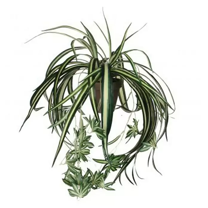 Kunstpflanze Chlorophytum - Höhe: 45 cm, Grün, Kunststoff - Vorderansicht