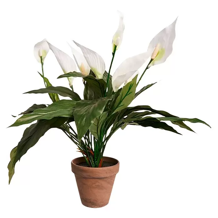Planta artificial Espatifilo - Altura: 50 cm, Blanco, Plástico - Vista frontal