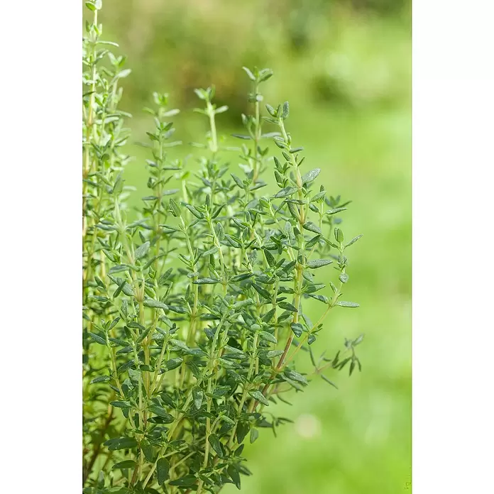 Piardino Echter Thymian Stämmchen - Thymus vulgaris, Topfgröße: 25 cm - Stimmungsaufnahme