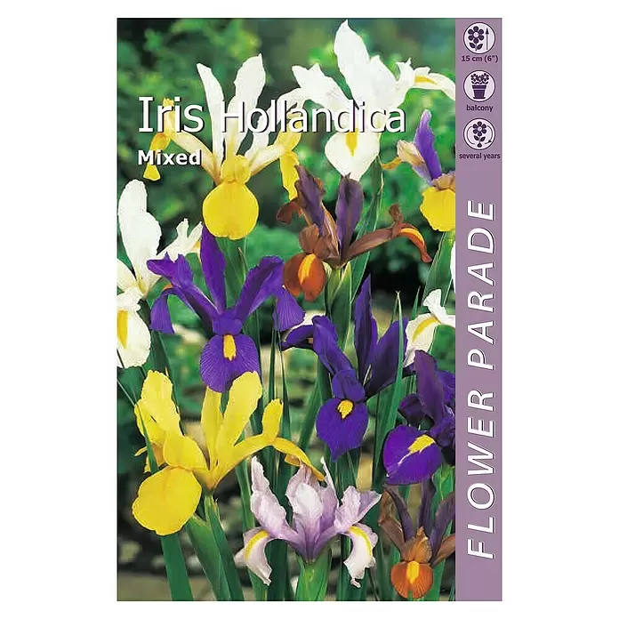 Kapiteyn Bulbos de verano Iris hollandica - iris hollandica, 7 ud. - Vista superior