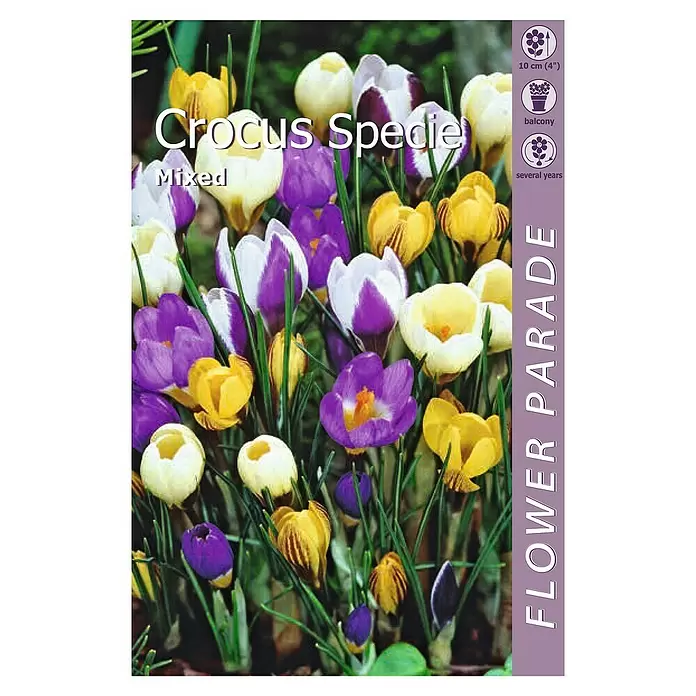 Kapiteyn Bulbos de primavera - Crocus mixed, 10 ud. - Vista superior